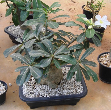 Rosa-do-Deserto 